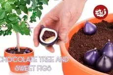 ببینید| مراحل شگفت انگیز ساخت یک درخت انجیر با شکلات!