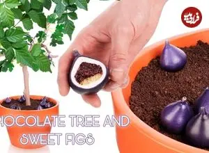 ببینید| مراحل شگفت انگیز ساخت یک درخت انجیر با شکلات!