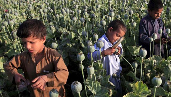 ٩٨ میلیون کودک کار در بخش کشاورزی