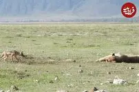 (ویدئو) وقتی شیطنت شغال گل می‌کند و شیر حوصله حمله ندارد!
