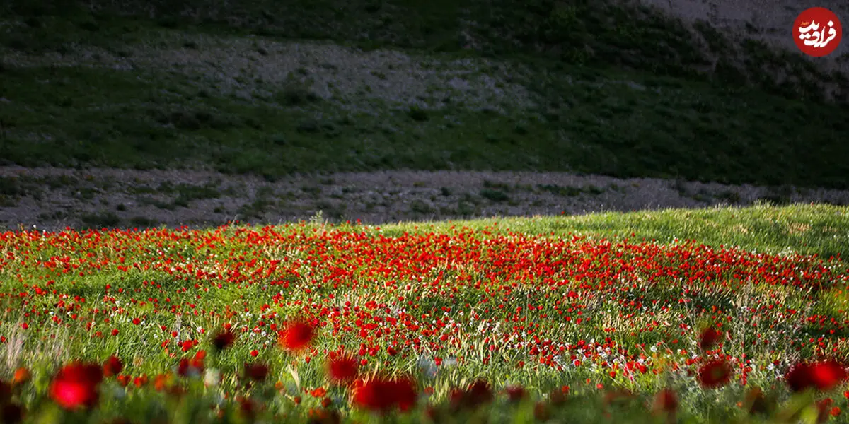 تصاویر/ آواز شقایق در دشت‌های کلات