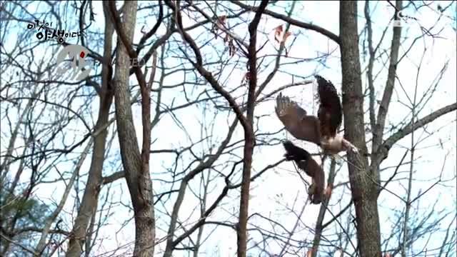 ویدیو/ شکار خیره‌کننده یک سنجاب توسط شاهین