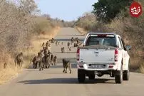 (ویدئو) بابون‌های بی خیال جاده را بستند!