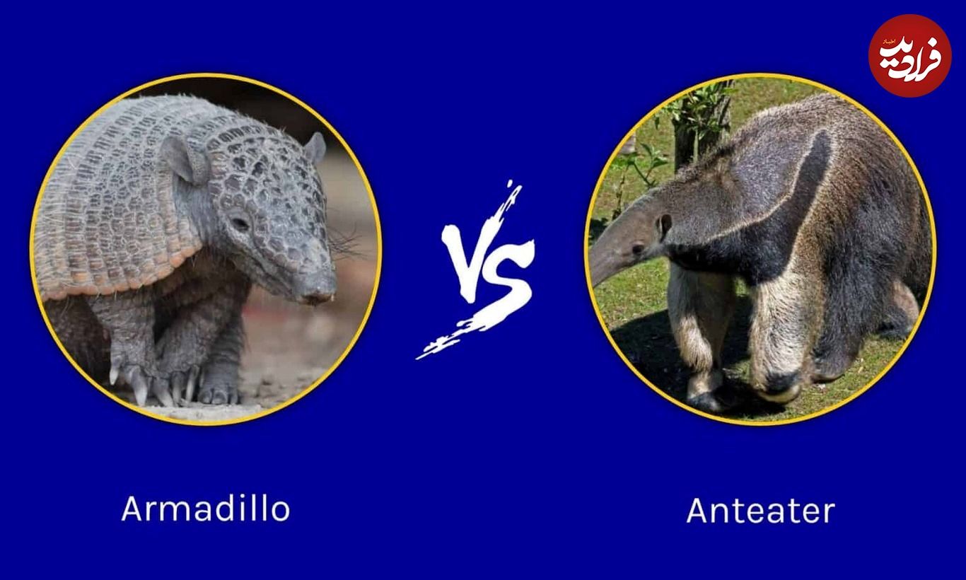 (تصاویر) آرمادیلو و مورچه خوار؛ تفاوت‌های عجیب عموزاده‌های مشابه!