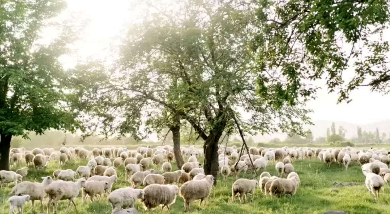 معمای توهم نوری؛ خرس قطبی را در ۱۰ ثانیه بین گوسفند‌ها تشخیص دهید و هوش‌تان را به رخ بکشید!