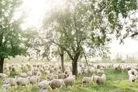 معمای توهم نوری؛ خرس قطبی را در ۱۰ ثانیه بین گوسفند‌ها تشخیص دهید و هوش‌تان را به رخ بکشید!