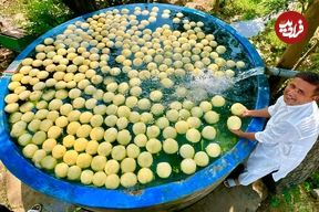 ببینید؛ غذای روستایی در پاکستان؛ مراحل دیدنی تهیه 200 لیتر آب طالبی