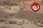 یوزها کجا می ‌روند؟ /رد ۲۷ یوز، فراتر از مرز مناطق چهارگانه