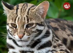 گربه‌های وحشی ژاپن ناگهان دم کوتاه پیدا کردند