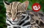 گربه‌های وحشی ژاپن ناگهان دم کوتاه پیدا کردند