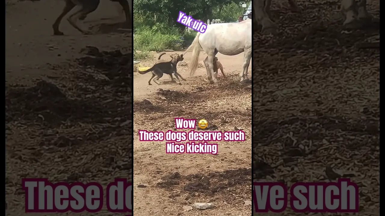 (ویدئو) جفتک دردناکی که اسب به سگ های مزاحم زد