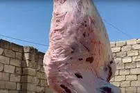 (ویدئو) برش زدن شتر 700 کیلوگرمی و پخت غذا با آن توسط آشپز روستایی اوکراینی