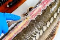 ببینید| غذای خیابانی در تایلند؛ کباب ماهی خاویاری با نارگیل و ادویه جات در بانکوک