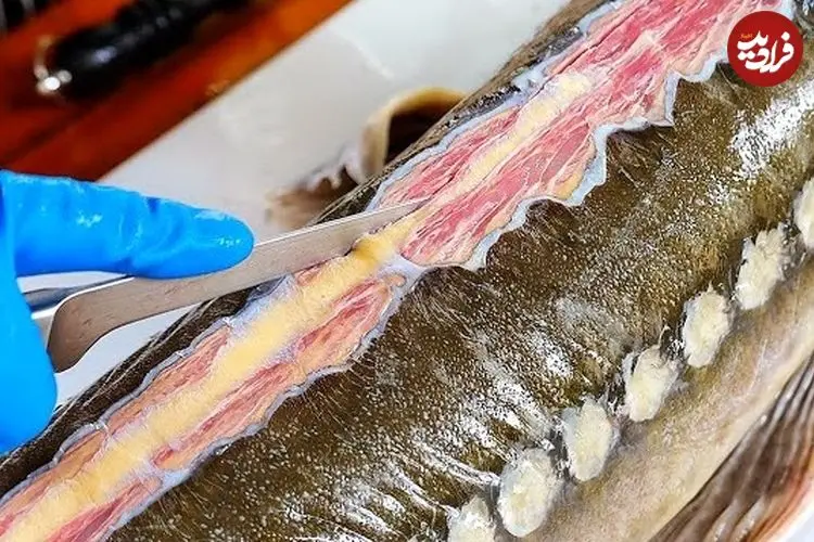 ببینید| غذای خیابانی در تایلند؛ کباب ماهی خاویاری با نارگیل و ادویه جات در بانکوک