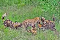 ببینید| درگیری دلهره آور پلنگ با سگ های وحشی