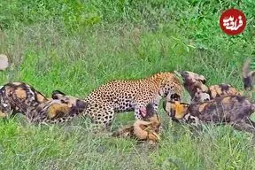 ببینید| درگیری دلهره آور پلنگ با سگ های وحشی