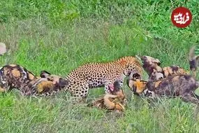 ببینید| درگیری دلهره آور پلنگ با سگ های وحشی