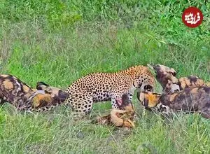 ببینید| درگیری دلهره آور پلنگ با سگ های وحشی