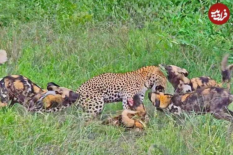 ببینید| درگیری دلهره آور پلنگ با سگ های وحشی