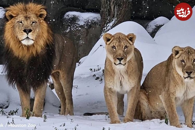 (ویدئو) شادی و بازیگوشی حیوانات باغ‌وحش با دیدن برف برای اولین بار