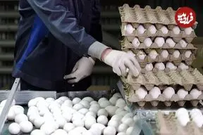 قیمت تخم‌مرغ در بازار چقدر است؟؛ اختلاف ۱۸۰هزارتومانی از مرغداری تا فروشگاه