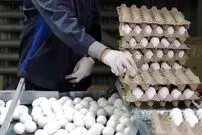 قیمت تخم‌مرغ در بازار چقدر است؟؛ اختلاف ۱۸۰هزارتومانی از مرغداری تا فروشگاه