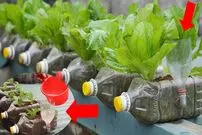 (ویئو) نحوه کشت و پرورش سبزیجات در خانه با کمک بطری پلاستیکی