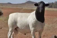 (تصاویر) گوسفند «دورپِر»؛ گوسفندی با ریشه ایرانی که بهترین پوست جهان را دارد!