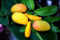 سلطان میوه‌های استوایی را بشناسید