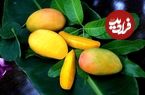 سلطان میوه‌های استوایی را بشناسید