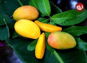 سلطان میوه‌های استوایی را بشناسید