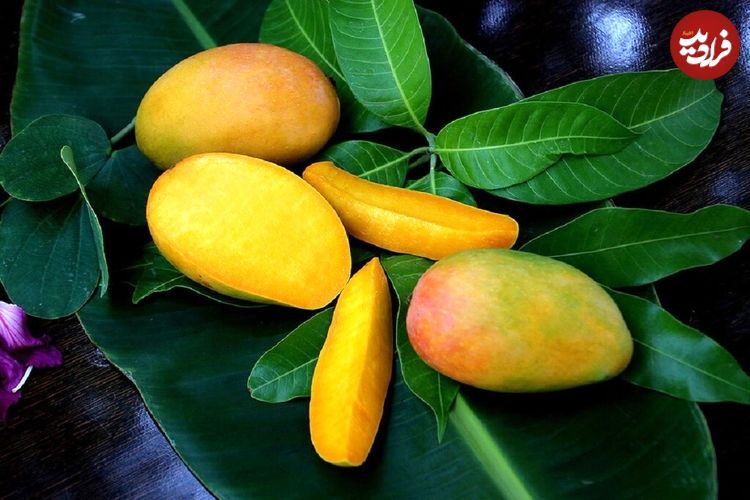 سلطان میوه‌های استوایی را بشناسید