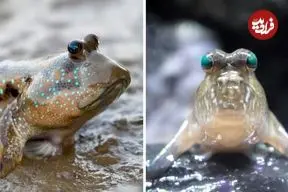 ببینید| گِل خورک؛ ماهی بامزه ای که روی خشکی راه می رود!