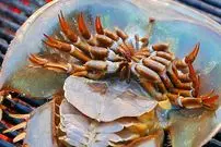 ببینید| غذای خیابانی در تایلند؛ خرچنگ نعل اسبی کبابی با سبزیجات در بانکوک