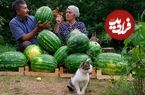ببینید؛ غذای روستایی در آذربایجان؛ تهیه آب هندوانه و مربای پوست هندوانه