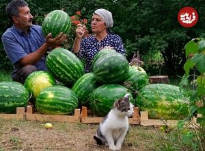 ببینید؛ غذای روستایی در آذربایجان؛ تهیه آب هندوانه و مربای پوست هندوانه