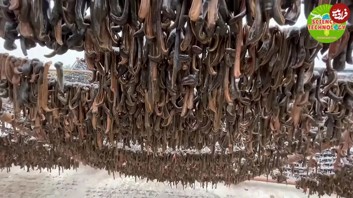 (ویدئو) بزرگترین مزرعه پرورش زالو در جهان؛ پخت عجیب زالو در خانه چینی ها!