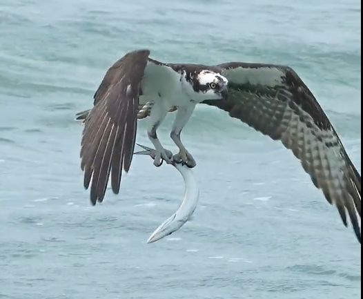 ( ویدیو) لحظه حیرت‌انگیز خروج عقاب ماهی‌گیر به همراه شکارش از دل اقیانوس!