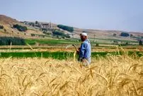 عکس| سفر به ایران قدیم؛ کشاورزان اصفهانی در حال خرمن کوبی؛ 135 سال قبل
