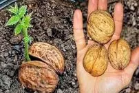 (ویدئو) یک روش ساده و سریع برای کشت و پرورش مغز گردو در گلدان خانگی