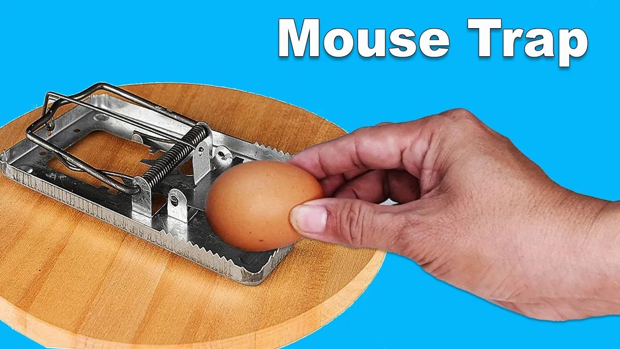 (ویدئو) اگر خیار، تخم مرغ و فندک را داخل تله موش قرار دهید، چه اتفاقی می افتد؟