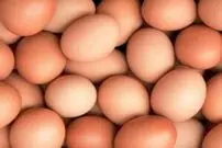 (ویدیو) تخم‌مرغ زیر میکروسکوپ