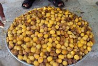 تصاویر؛ خرما هنوز نرسیده، خارَک درو می‌شود؛ روایتی از شادگانِ شیرین و تلخ