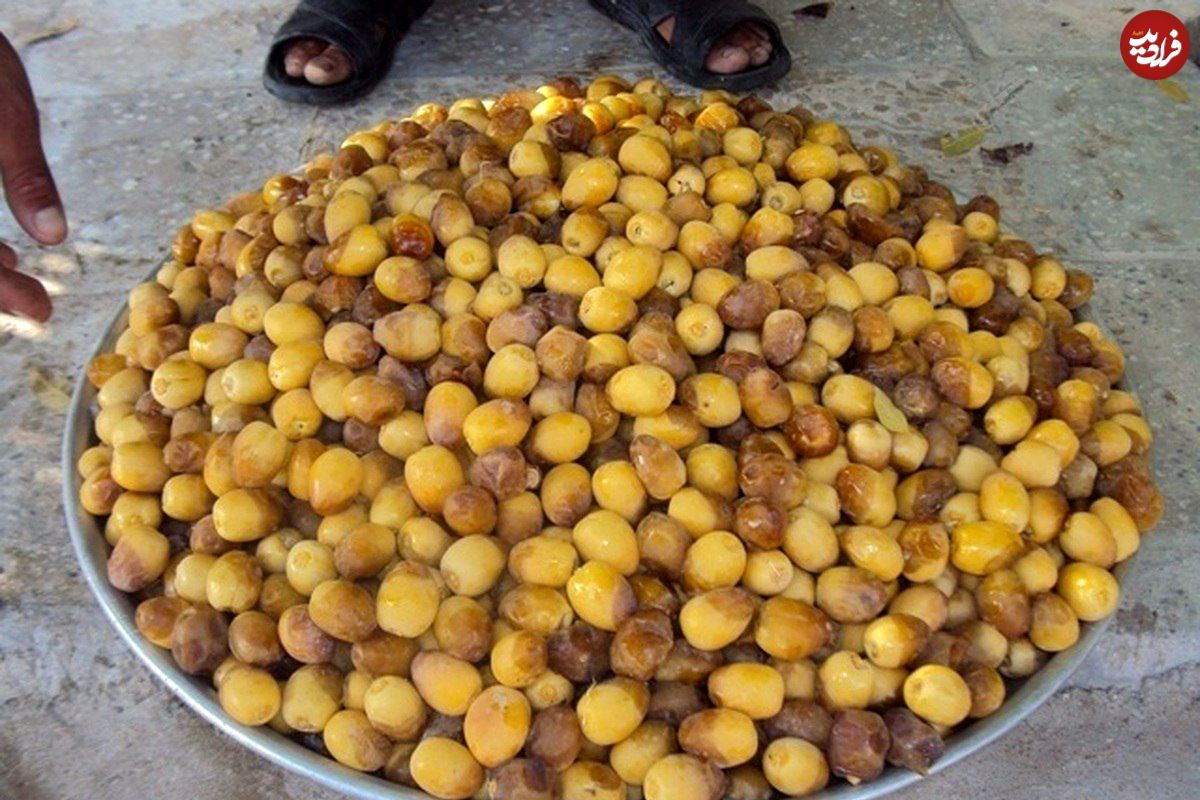 تصاویر؛ خرما هنوز نرسیده، خارَک درو میشود؛ روایتی از شادگانِ شیرین و تلخ