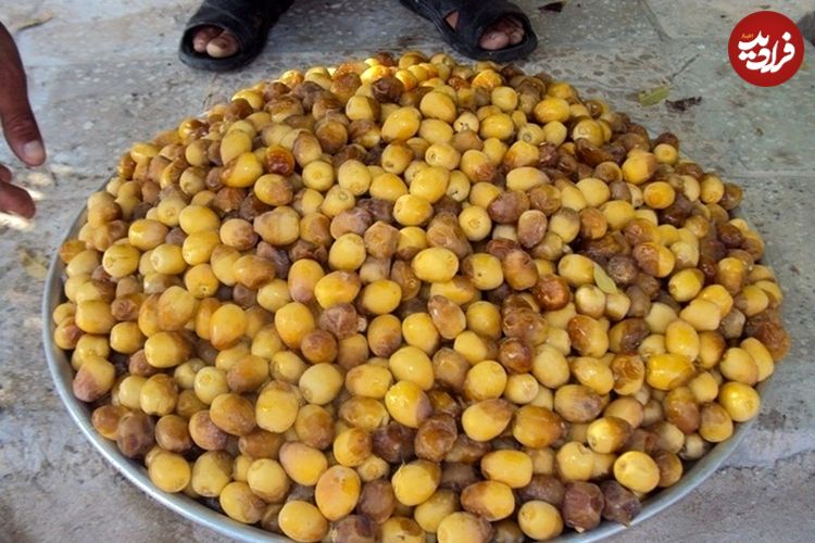 تصاویر؛ خرما هنوز نرسیده، خارَک درو می‌شود؛ روایتی از شادگانِ شیرین و تلخ
