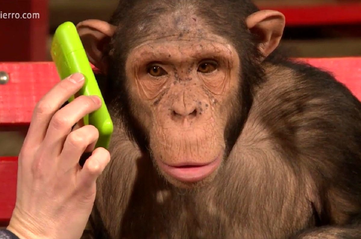 (ویدئو) واکنش باورنکردنی میمون ها به شعبده بازی که شما را غافلگیر می کند