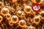 شیوع قارچ خطرناکی که هیچ دارویی ندارد