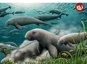 گاو دریایی ۲۱ میلیون ساله در خلیج فارس کشف شد