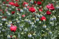 تصویب کشت گل خشخاش (شقایق الیفرا) برای تأمین موادمخدر دارویی کشور