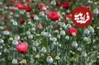 تصویب کشت گل خشخاش (شقایق الیفرا) برای تأمین موادمخدر دارویی کشور